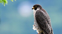 Peregrine falcon (Falco peregrinus) perched and closing eye showing nictitating membrane and eyelid, New Jersey, USA, June.