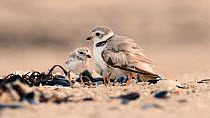 Piping plover (Charadrius melodus) chicks shelter under adult for warmth and protection, then one chick appears, Jersey Shore, New Jersey, USA, May.