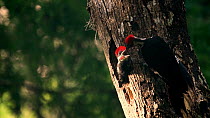 Pileated woodpecker (Dryocopus pileatus) adult feeding chick in nest hole in tree trunk before leaving frame, Florida, USA, May.