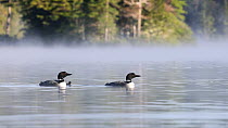 Common loon (Gavia immer) pair calling / vocalising and swimming with chick alongside, Maine, USA, July.