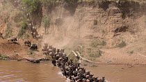 Wildebeest (Connochaetes taurinus) herd migrating, crossing the River Mara, Masai Mara, Kenya September.