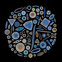 Focus stacked, inverted image of Diatoms on a microscope slide. Diatoms are single-celled algae which produce approximately 25% of the oxygen we breathe as well as being responsible for approximately...