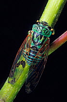 Emerald cicada (Zammara calochroma) on stem.  El Cielo Biosphere Reserve, Mexico.