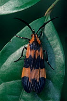 Tiger bug mimic moth (Correbia lycoides) on leaf.  Montes Azules Biosphere Reserve, Chiapas state, Mexico.