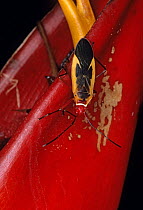 Cotton stainer bug (Dysdercus obscuratus) on Heliconia (Heliconia) flower.  Los Tuxtlas Biosphere Reserve, Mexico.