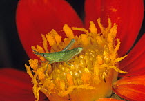 Corn-field grasshopper (Sphenarium purpurascens) on Red dahlia (Dahlia).  Pedregal de San Angel Ecological Reserve, Mexico City, Mexico.