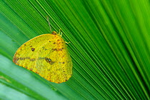Large orange sulphur butterfly (Phoebis agarithe) on leaf.  Tamaulipas state, Mexico.