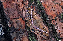Black witch moth (Ascalapha odorata) on tree trunk.  Huichola Sierra mountain range, Nayarit state, Mexico.