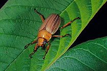 Precious metal scarab beetle (Pelidnota strigosa) on leaf.  El Cielo Biosphere Reserve, Mexico.