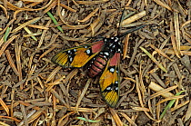 Princely tiger moth (Chrysocale principalis) on pine needle forest floor. Monarch Butterfly Special Biosphere Reserve, Mexico.