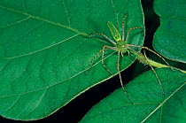 Green lynx spider (Peucetia viridans) on leaf.  El Cielo Biosphere Reserve, Mexico.