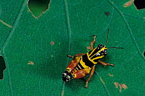 Aztec spur-throat grasshopper (Aidemona azteca) on leaf.  El Cielo Biosphere Reserve, Mexico.