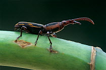 Straight-snouted weevil (Estenorhinus goudoti) on branch. Los Tuxtlas Biosphere Reserve, Mexico.