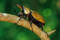 Mexican Hercules beetle (Dynastes hyllus) on branch.  El Cielo Biosphere Reserve, Mexico.