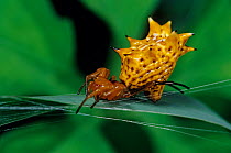 Spined orbweaver spider (Micrathena gracilis) on leaf. El Cielo Biosphere Reserve, Mexico.