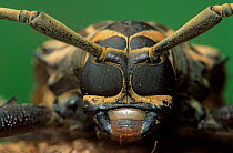 Harlequin beetle (Acrocinus longimanus) headshot close up. Los Tuxtlas Biosphere Reserve, Mexico.