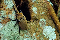 Elephant beetle (Megasoma elephas) on tree trunk.  Los Tuxtlas Biosphere Reserve, Mexico.