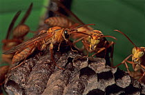 Umbrella paper wasps (Polistes) on nest.  Dzibilchaltun National Park, Yucatan Peninsula, Quintana Roo state, Mexico.