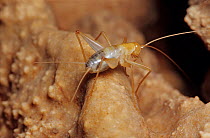 Blind cave cricket (Tachycines sp.) inside cave.  El Cielo Biosphere Reserve, Mexico.