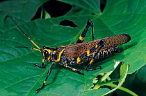 Lubber grasshopper (Chromacris colorata) on leaf.  El Cielo Biosphere Reserve, Mexico.