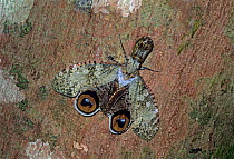 Peanut-head lanternfly (Fulgora laternaria) in defensive posture on bark.  Los Tuxtlas Biosphere Reserve, Mexico.