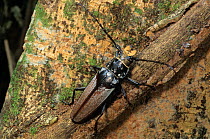 Imperious sawyer longhorn beetle (Callipogon senex) on bark.  Los Tuxtlas Biosphere Reserve, eastern Mexico.