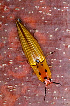 Click beetle (Semiotus insignis) on bark.  Montes Azules Biosphere Reserve, Chiapas state, Mexico.
