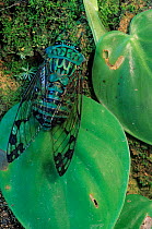 Emerald cicada (Zammara smaragdina) on leaves. Montes Azules Biosphere Reserve, Chiapas state, Mexico.