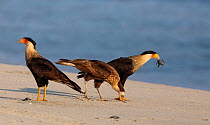Crested caracara (Caracara cheriway) eating Olive ridley turtle (Lepidochelys olivacea) hatchling during arribada,mass nesting event.   Pacific coast, Oaxaca state,Mexico. November.