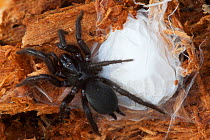 Funnel-web spider (Euagrus sp.) building web nest.  Milpa Alta forest, outskirts of Mexico City, Mexico. June.