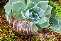 Brown banded land snail (Humboldtiana buffoniana) beside Blue echeveria (Echeveria secunda). Milpa Alta forest, outskirts of Mexico City, Mexico. August.