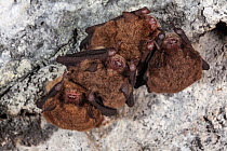 Cave myotis bat (Myotis velifer) hibernating, hanging from cave roof. Chichinautzin Volcano, Milpa Alta, outskirts of Mexico City, Mexico. December