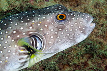White-spotted pufferfish (Arothron hispidus) close up.  Huatulco Bays National Park, Oaxaca state, Mexico, Pacific Ocean. November.