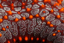 Panamic cushion sea star (Pentaceraster cumingi) detail.  Huatulco Bays National Park, Oaxaca state, Mexico, Pacific Ocean. November.