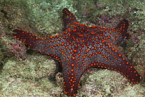 Panamic cushion sea star (Pentaceraster cumingi) on sea floor.  Huatulco Bays National Park, Oaxaca state, Mexico, Pacific Ocean. November.