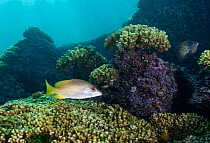 Yellow snapper (Lutjanus argentiventris) and Acapulco damselfish (Stegastes acapulcoensis) swimming through coral reef.  Huatulco Bays National Park, Oaxaca state, Mexico, Pacific Ocean. November.