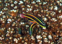 Cortez rainbow wrasse (Thalassoma lucasanum) swimming over coral.  Huatulco Bays National Park, Oaxaca state, Mexico, Pacific Ocean. November.