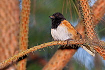 Spotted towhee (Pipilo maculatus) perched on branch.  Milpa Alta forest, outskirts of Mexico City, Mexico. June.