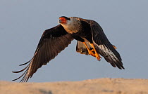 Crested caracara (Caracara cheriway) adult, taking off from beach.  Oaxaca state, Mexico. November.