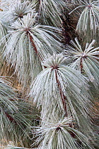 Pine (Pinus) tree  needles covered in first frost. Milpa Alta forest, outskirts of Mexico City, Mexico. December.