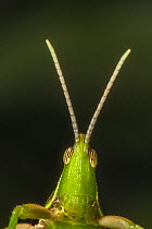Chapuline grasshopper (Sphenarium mexicanum) portrait. Los Tuxtlas rainforest, Mexico,. July.