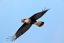 Crested caracara (Caracara cheriway), adult flying with Olive ridley turtle (Lepidochelys olivacea) hatchling in beak during arribada, mass nesting event. Pacific coast, Oaxaca state, Mexico. Novembe...
