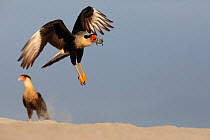 Crested caracara (Caracara cheriway), adult, taking off with Olive ridley sea turtle (Lepidochelys olivacea) hatchling in beak during arribada, mass nesting event.  Pacific coast, Oaxaca state, Mexic...