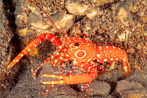 Bullseye reef lobster (Hoplometopus holthuisi) on rocky seabed, Hawaii, Pacific Ocean.