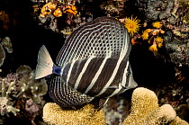Sailfin tang (Zebrasoma veliferum) on coral reef at night, Indonesia, Indo-Pacific.