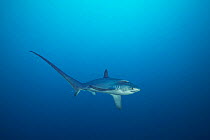 Pelagic thresher shark (Alopias pelagicus) swimming in open ocean, Malapascua Island, Philippines, Pacific Ocean.