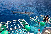 Diver climbing into dive cage on side of the Solmar V boat, with a Great white shark (Carcharodon carcharias) swimming at the surface close by, Guadalupe Island, Baja California, Mexico, Pacific Ocean...