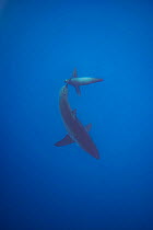 Great white shark (Carcharodon carcharias) and California sea lion (Zalophus californianus) swimming together just below the surface, Guadalupe Island, Baja California, Mexico, Pacific Ocean.