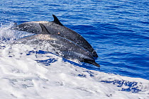 Two Pantropical spotted dolphins (Stenella attenuata) side by side, porpoising.  Both animals have wounds on their bodies inflicted by Cookie cutter shark (Isistius brasiliensis), Hawaii, Pacific Ocea...