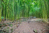 Bamboo (Poaceae) forest growing around the remains of an ancient Hawaiian village, West Maui Mountains, Hawaii.